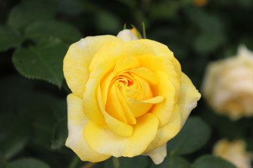 薔薇　ばら　伊豆の踊子