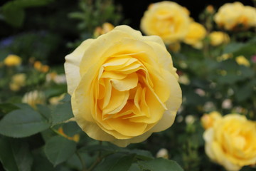 薔薇　ばら　伊豆の踊子