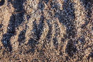 Closeup of miniature sea shells in sand
