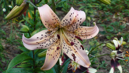 Beautiful pink Lily flower on green leaves background. Lilium longiflorum flowers in the garden.
