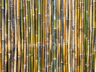 Fototapeta premium Green bamboo fence texture background, bamboo texture panorama