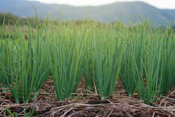 Grow onion in vegetable plots.