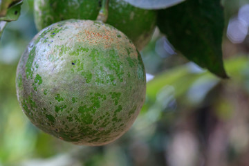 Disease in citrus fruit.Destruction of thrips.