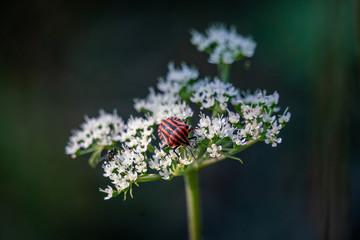 Macro shot of an orange striped shieldbug (Graphosoma lineatum) on tender wite flowers