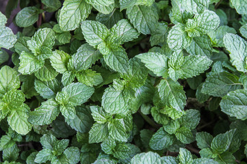 Natural green background of mint leaves