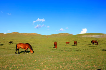 The horses are on the grassland