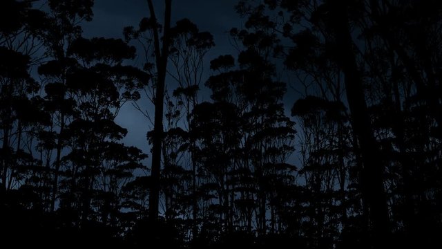 Amazon: Loghtning an Thunderstorm in Rain Forest, Time Lapse with Clouds and Jungle Vegetation