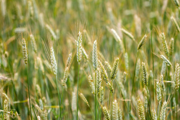 Green wheat field