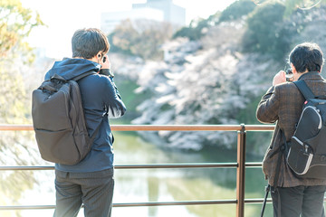 cherry blossom at chidori ga fuchi, tokyo, japan