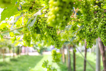 Bunches of green grape in farm 