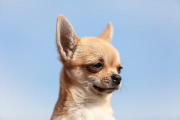 Retrato de perro chihuahua con fondo azul