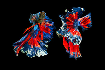 The moving moment beautiful of red and blue siamese betta fish or fancy betta splendens fighting fish in thailand on black background. Thailand called Pla-kad or half moon biting fish.