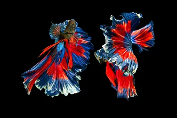 Selbstklebende Fototapeten The moving moment beautiful of red and blue siamese betta fish or fancy betta splendens fighting fish in thailand on black background. Thailand called Pla-kad or half moon biting fish. © Soonthorn