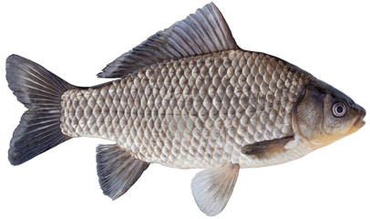 Freshwater fish isolated on white background closeup. The Prussian carp, silver Prussian carp or Gibel carp  is a fish in the carp family Cyprinidae, type species: Carassius carassius. - obrazy, fototapety, plakaty