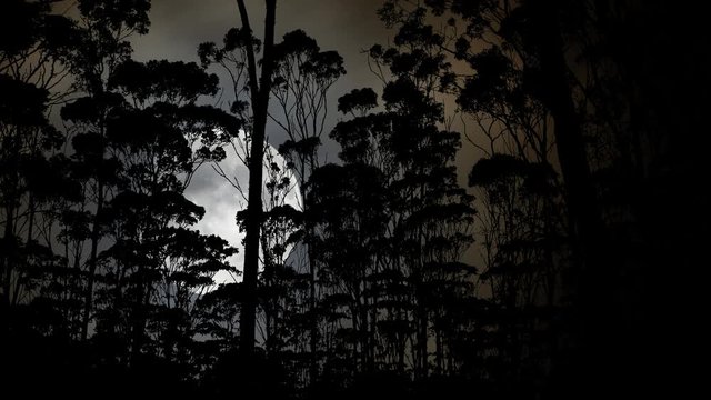 Amazon Rain Forest, Time Lapse by Night with big Full Moon and Silhouette of Trees and Vegetation