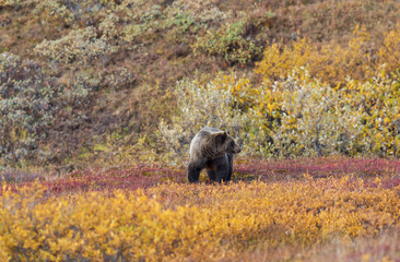 Grizzly Bear in Denali National park Alaska in Autumn