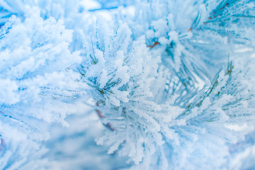 Winter christmas background with spruce branches in hoarfrost