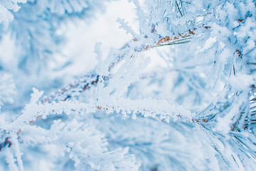 Winter christmas background with spruce branches in hoarfrost