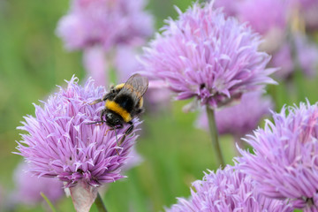 A Bumblebee Pollinating a Chive Flower (Allium schoenoprasum)