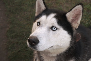  Portrait of Siberian Husky 
