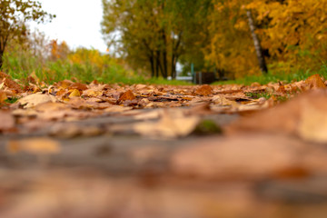 Fallen autumn leaves on a footpath close-up with blurred back and front background