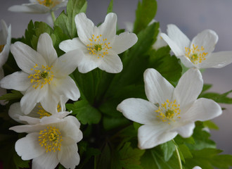 White anemone flowers against a dark background. Beautiful floral composition. Congratulation, postcard.