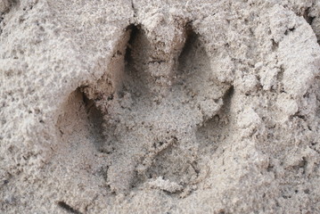 Dog paw print in the sand 