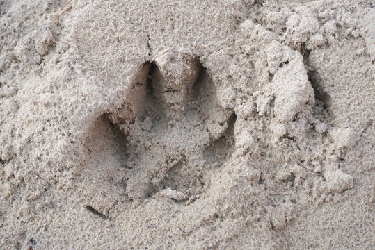 Dog Paw Print In The Sand 