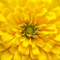 closeup beautiful yellow chrysanthemum flower in the garden, flower background