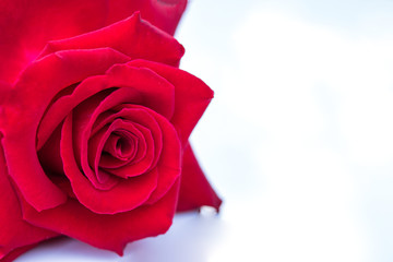 A red rose on a natural background.