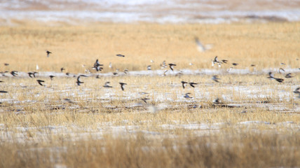 flock of birds