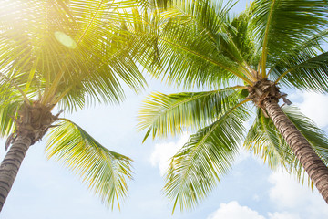 tropical palm leaf background, coconut palm trees perspective view