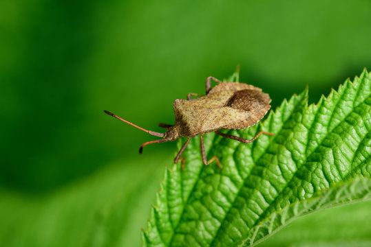 Macro shot of forest bug