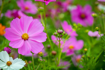 The color of the starburst flowers in nature with the mountains in the morning.
