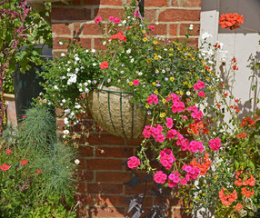 A colourful floral display fo summer flowers with hanging basket of pelargoniums