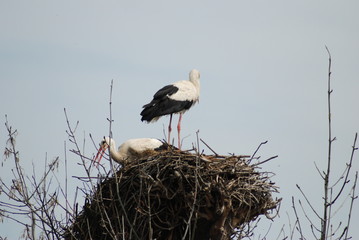 Storks