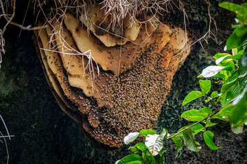 Wild beehive with bees hanging on the cave roof