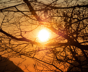 Bright sunlight at sunset time through silhouette of tree branches. Red and yellow colors of sundown