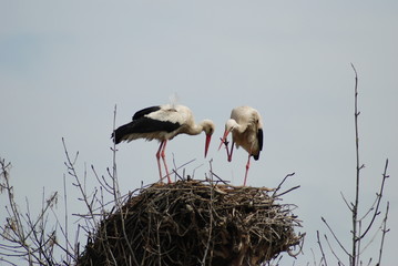 Storks