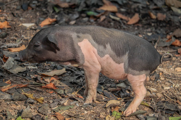 Micro pig