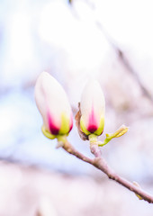 magnolia branch in bud closeup