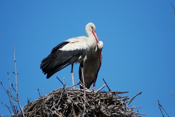 Storks