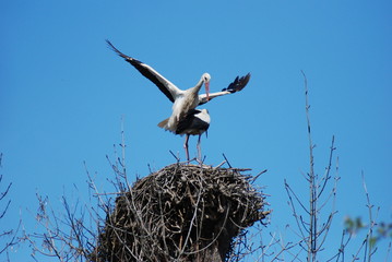 Storks