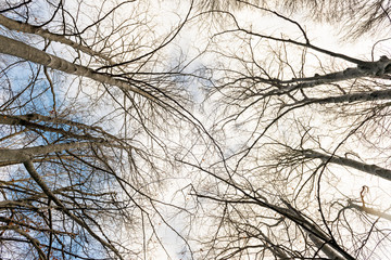 Beech trees without leaves in winter