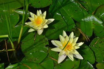 Close up of the Nymphaea Marliacea chromatella in a water garden