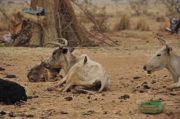 Fototapeta premium LES ANIMAUX FONT BON MENAGE AVEC LES OISEAUX 