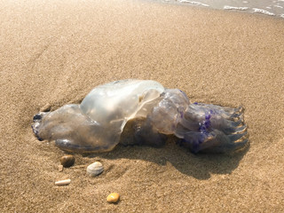 jellyfish on beach on  sand, sea, sun