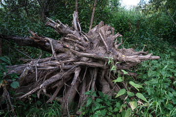 The roots of an old tree in the taiga in the north of the Tomsk region