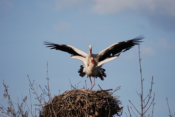 Storks