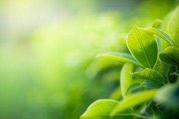 Closeup beautiful view of nature green leaves on blurred greenery tree background with sunlight in public garden park. It is landscape ecology and copy space for wallpaper and backdrop.